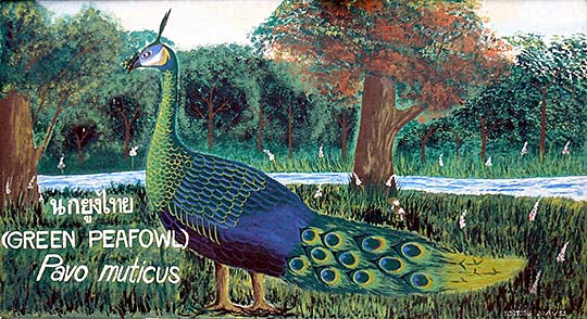 'Painting of a Green Peafowl | Dusit Zoo | Bangkok' by Asienreisender